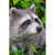 13.25" Raccoon Sitting Outdoor Garden Statue