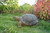 21" Turtle Outdoor Garden Statue - Green