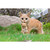 16.75" Tabby Mother Cat Carrying Kitten Outdoor Garden Statue