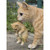 16.75" Tabby Mother Cat Carrying Kitten Outdoor Garden Statue