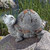 9.75" Pebble Turtle Outdoor Garden Statue