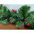 25 Battery Operated Ruby Red G12 Berry LED Christmas Lights - 10 ft Green Wire