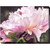 Pink and Green Majesty Outdoor Canvas Rectangular Wall Art Decor 40" x 30"