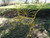 Butterfly Outdoor Patio Garden Bench - 42.5" - Yellow