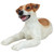 12.5" Jack Russell Relaxing Brown and White Puppy Statue