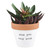 4.5" White and Brown Round Clay Planter with "Aloe You Very Much" Design