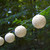 20-Count Luminous Warm White Hanging Solar Cotton Globe String Lights