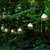 10-Count 11' White Metal Edison-Style Hanging Electric Cafe String Incandescent Lights