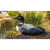 18" Black and Gray Sitting Common Loon Outdoor Garden Statue