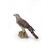 15.5" Northern Goshawk on Rock Outdoor Garden Statue