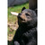 14.25" Sitting Bear Cub with Head Up Outdoor Garden Statue