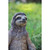 19.5" Meditating Sloth Outdoor Garden Statue