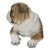 19" Lying Bulldog Puppy Outdoor Garden Statue