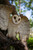 21.25" Flying Barn Owl Outdoor Wall Hanging Garden Statue