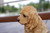 6"  Cocker Spaniel Puppy Sitting Outdoor Garden Statue