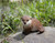 7.5" Leaning Otter Outdoor Garden Statue