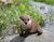 7.5" Leaning Otter Outdoor Garden Statue