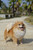 13.25" Standing Pomeranian Dog Outdoor Garden Statue