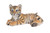 21.25" Tiger Cub Laying Down Garden Outdoor Statue