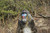 25.25" Large Sitting Mandrill Monkey Statue
