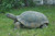 30.5" Large Turtle Outdoor Garden Statue