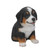 6.50" Bernese Mountain Dog Puppy Outdoor Garden Figurine