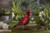 Solar Powered Cardinal Metal Garden Decoration - 15.75" - Red and Black