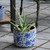Distressed Finish Flower Terracotta Planter - 8.25" - Blue and White