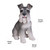 Schnauzer Statue with Tongue Out Outdoor Garden Statue - 13"