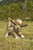 Playing Baby Lamb Outdoor Garden Statue - 9.5"
