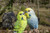 Battery Operated Couple Budgerigar Outdoor Garden Statue - 7"