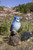 Battery Operated Blue Jay Outdoor Garden Statue - 6.5"
