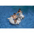 Inflatable LOL Goat Swimming Pool Ring - 56" - Gray