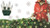 4' x 6' Clear Mini Net Style Christmas Lights - Green Wire