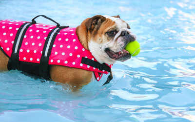 6 Steps to Keep Pets and Wildlife Safe Around Your Pool 