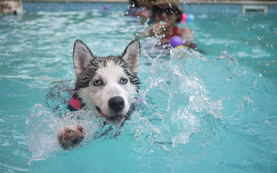 4 Things to Know Before Letting Your Dog in the Pool - Pool Central