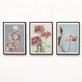 Photo Displays