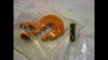 CAMPBELL 193-4503415 473 5/16 5100# CLEVIS GRAB HOOK ALLOY PAINT