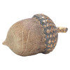 HARVEST ACORN DECOR