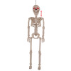 ANIMATED SKELETON 36