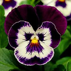 TAYLOR 1880 FLAT ZINC PLT BRACKET 1 PR/PK