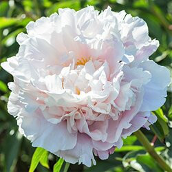 SEA-DOG LINE354-3371401 DECK PLATE -SCREW OUT 4IN WHT