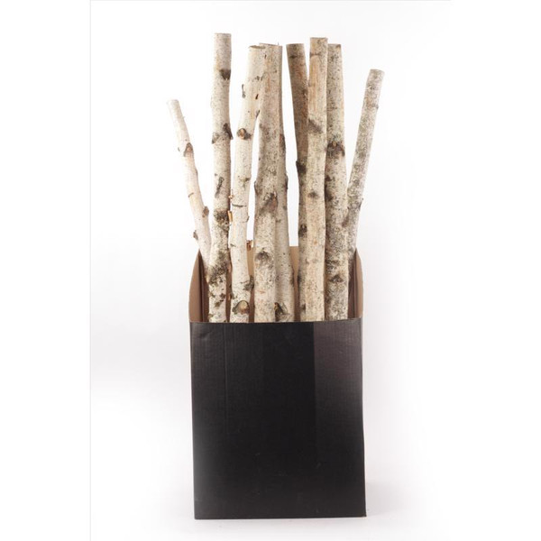 BIRCH POLE 32H 1PK