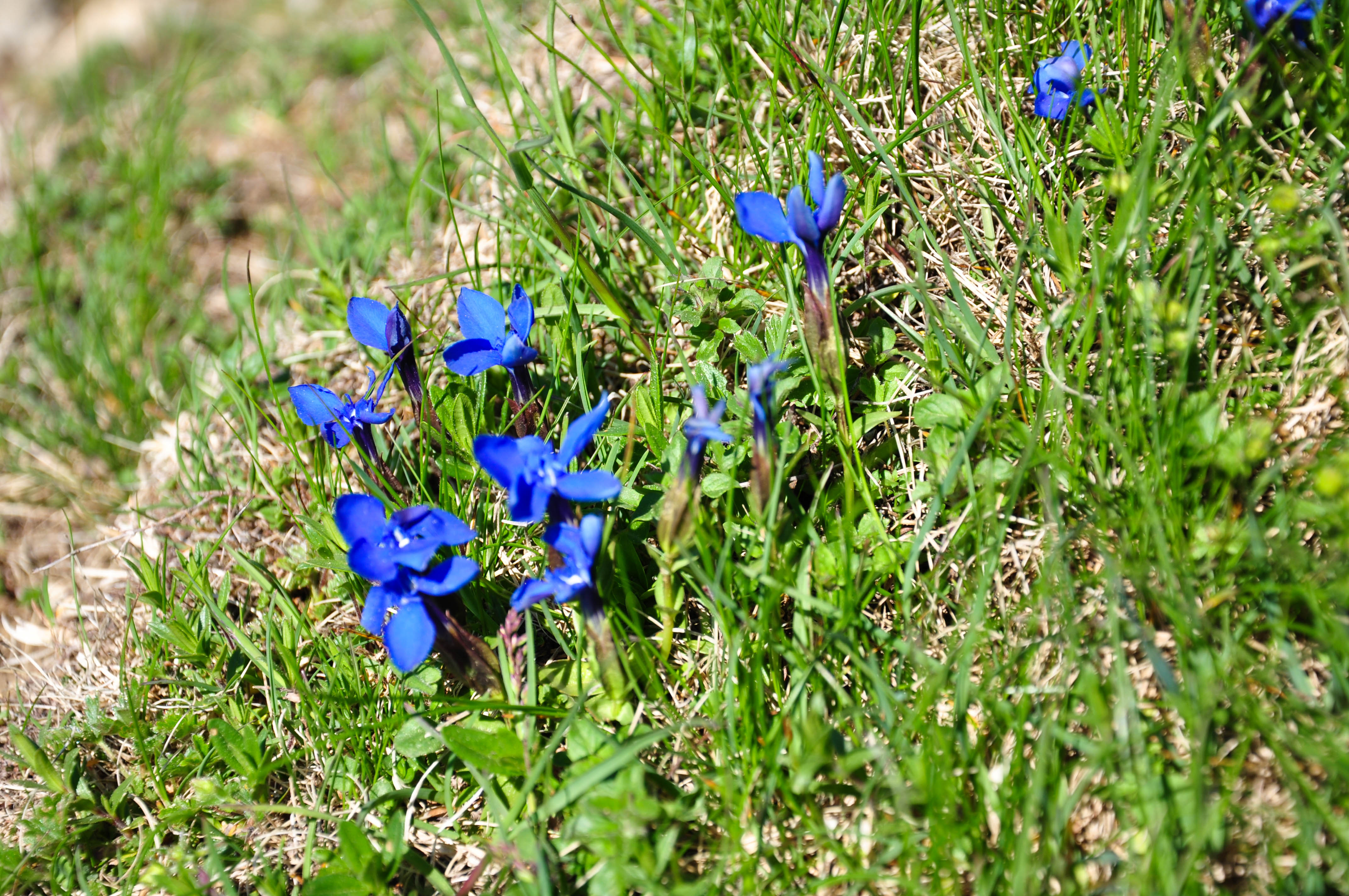 Make Your Own Custom Skincare Products Using Alpine Botanicals (Part Two)