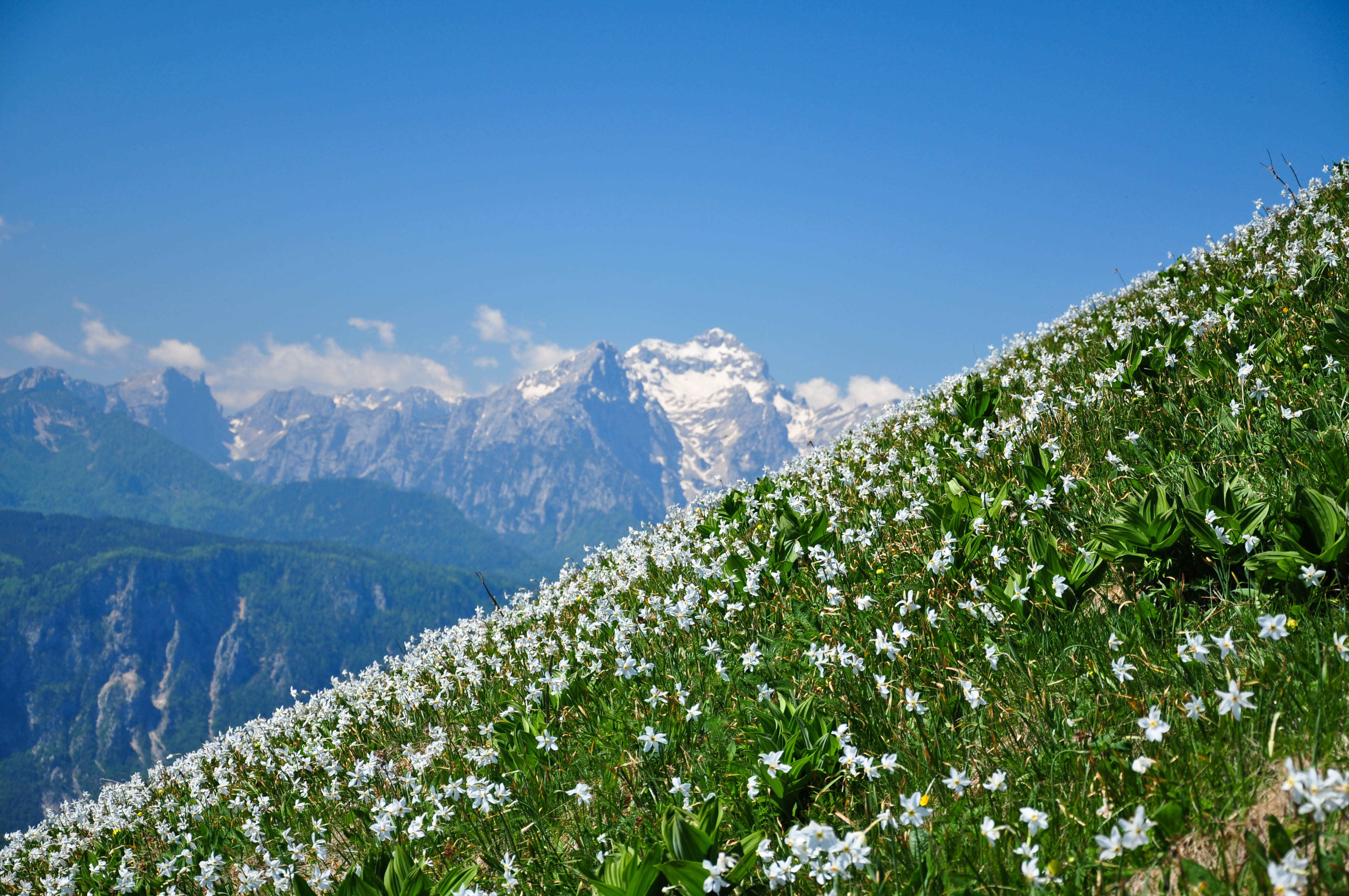 Make Your Own Custom Skincare Products Using Alpine Botanicals (Part Three)