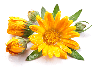 Marigold-(Calendula)