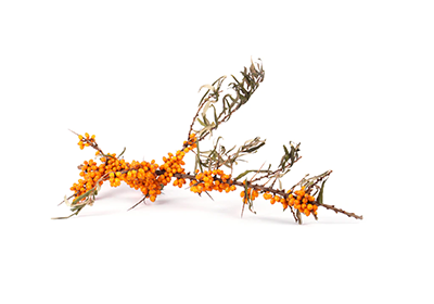 Sea-Buckthorn