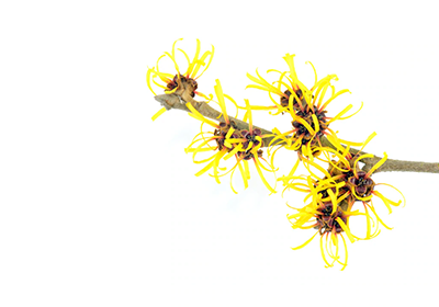 Witch-Hazel