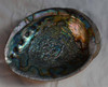1pc Green abalone shell natural