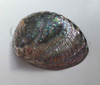 1pc Green abalone shell polished